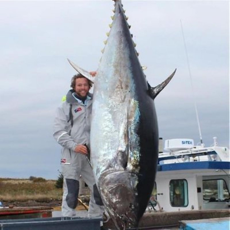 Тунец Yellowfin