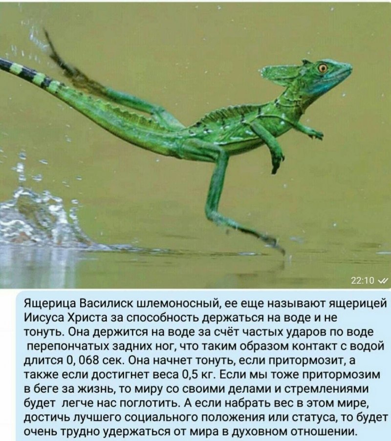 Василиск ящерица