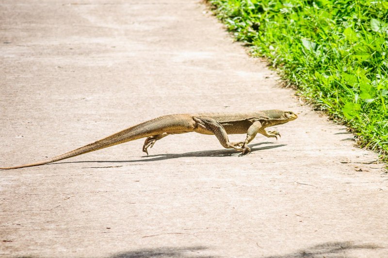 Хвост варана