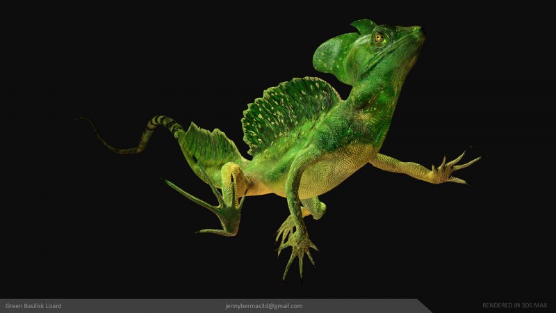 Шлемоносный Василиск