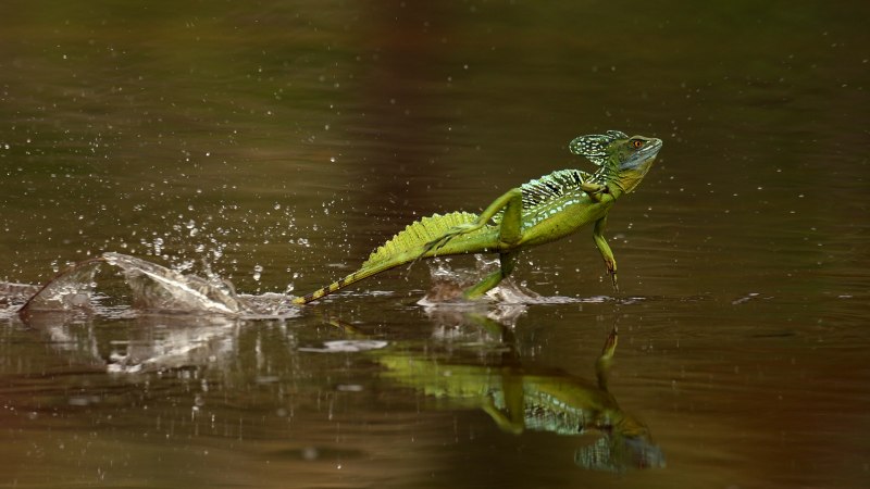Ящерица шлемоносный Василиск