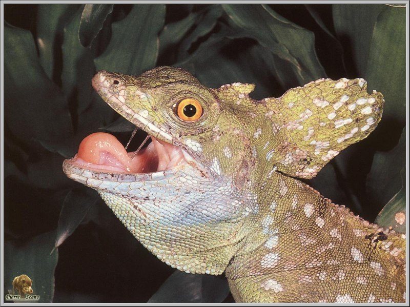 Шлемоголовый Василиск