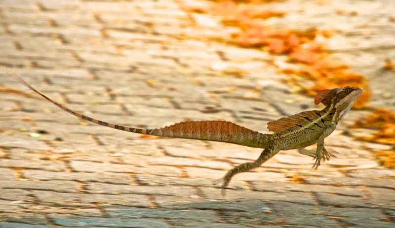 Плащеносная ящерица Василиск