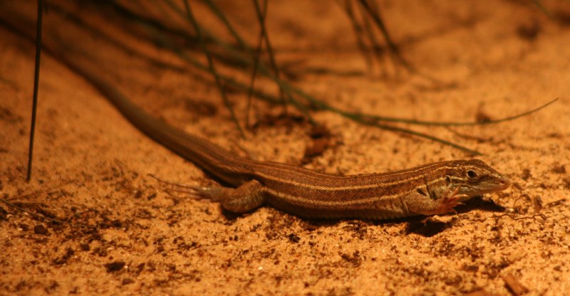 Ящерица в пустыне ночью