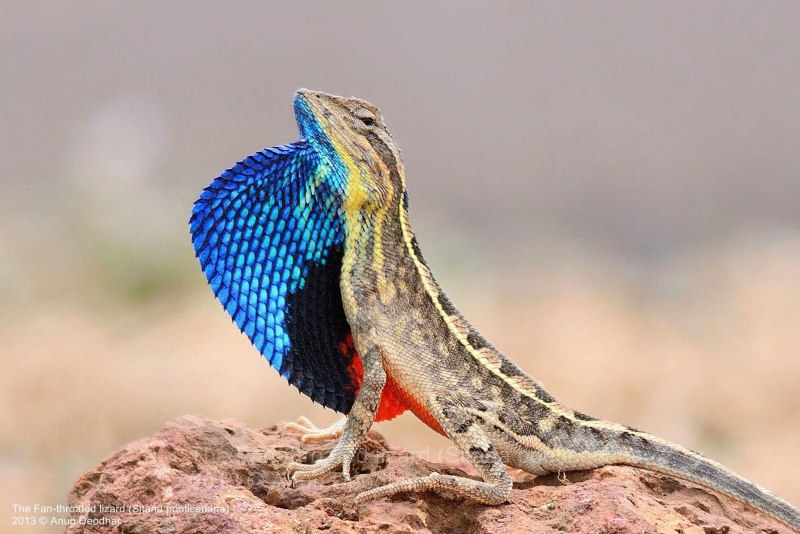 Голубая агама ящерица