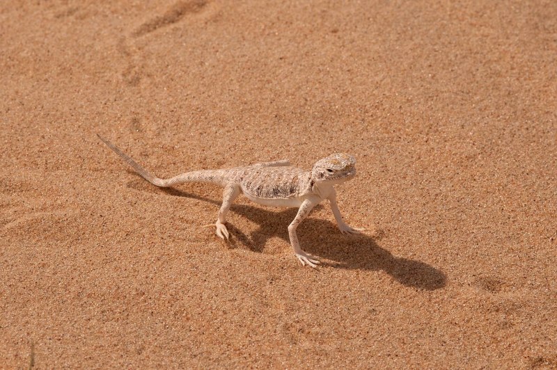 Агамы пустыни