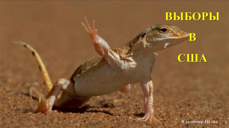 Плащеносная ящерица