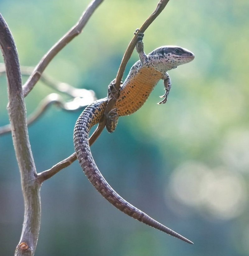 Ящерица Линдгольма