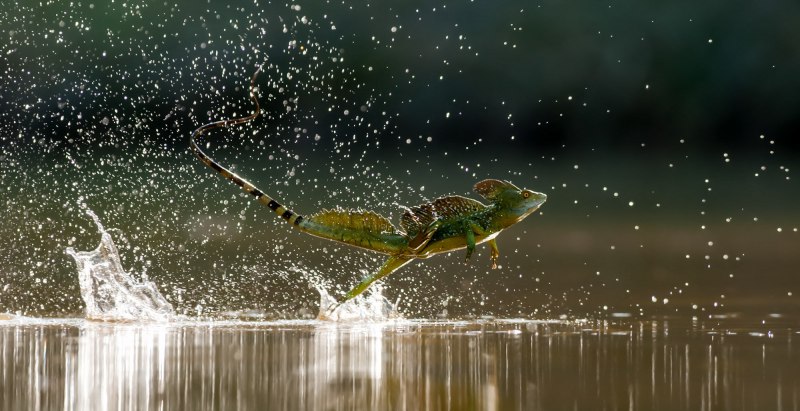 Ящерица бегающая по воде