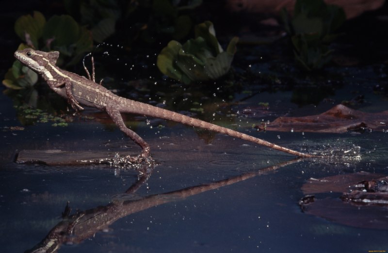 Игуана Василиск бежит по воде