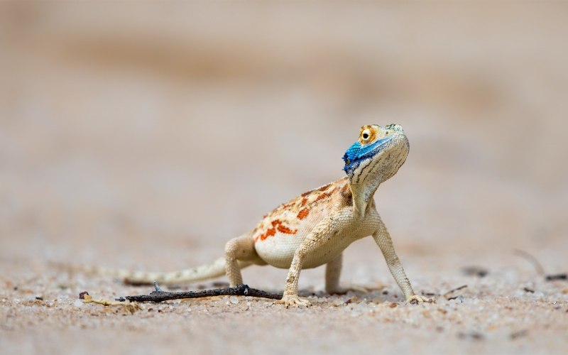 Ящерица на задних лапах