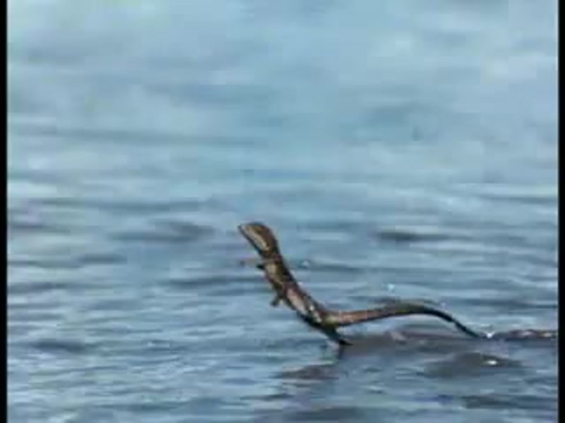 Василиск бежит по воде