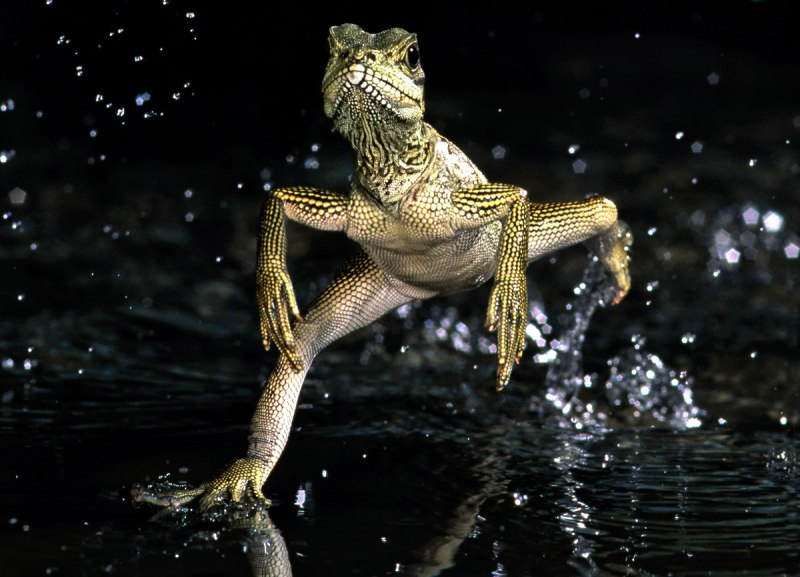 Шлемоносный Василиск бежит