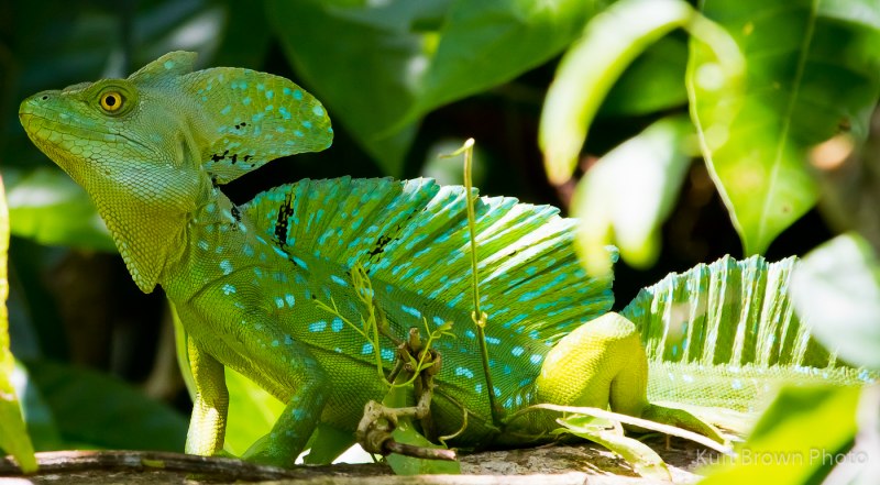 Ящерица Василиск бежит