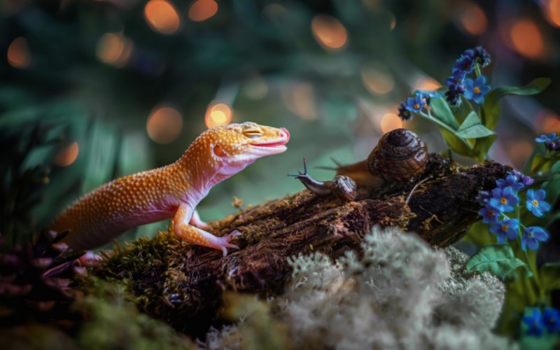 Ящерица геккон эублефар