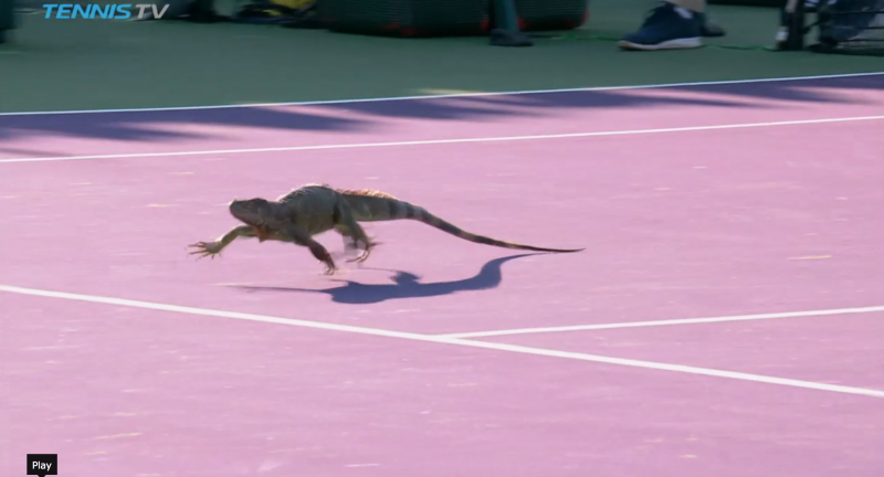 Ящерица бежит