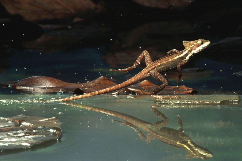 Василиск бежит по воде