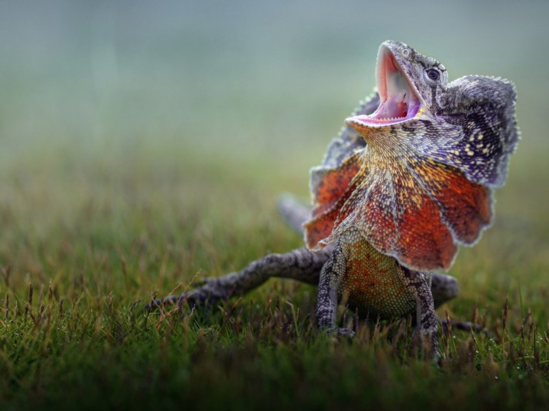 Ящерица с гривой