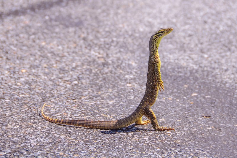 Varanus flavescens