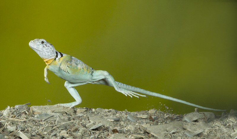Ошейниковая пустынная игуана бежит