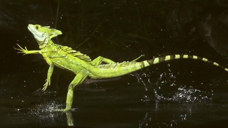 Ящерица Василиск бежит по воде