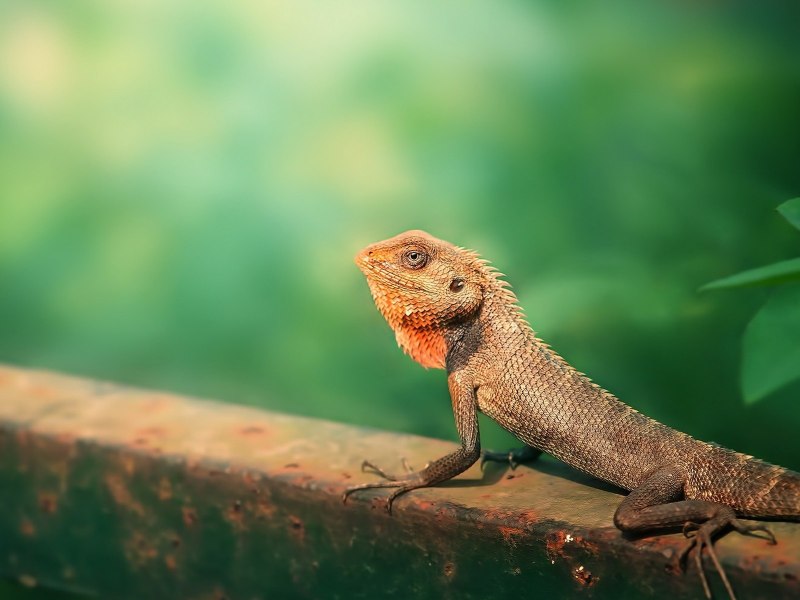 Гиббон ящерица