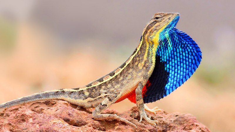 Ящерица агама Ситана