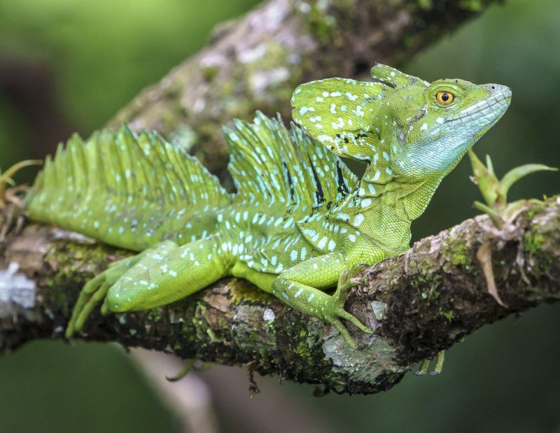 Василиск ящерица