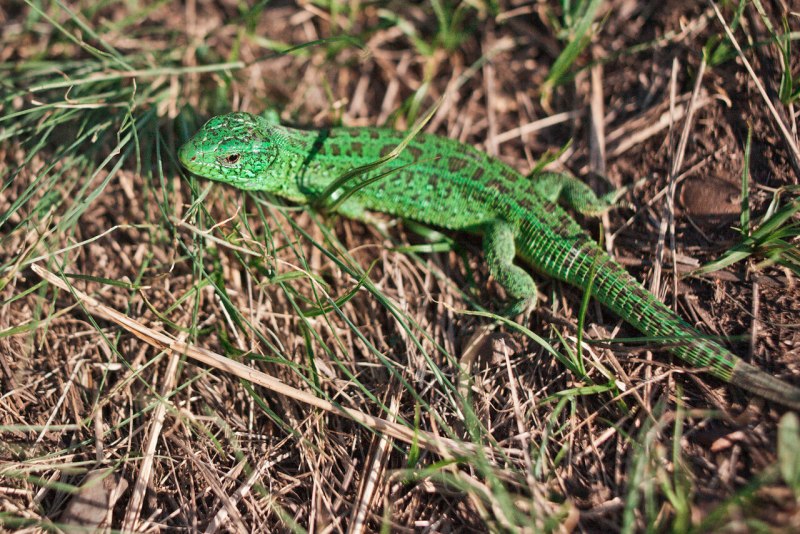 Ящерица бежит