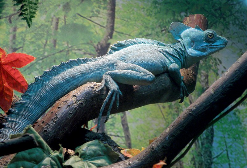 Василиск ящерица