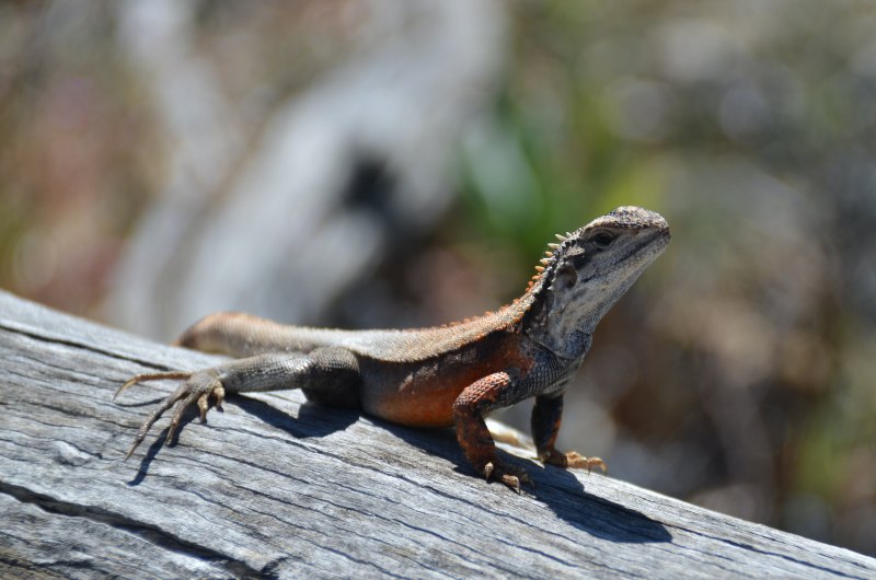 Ящерицы Австралии