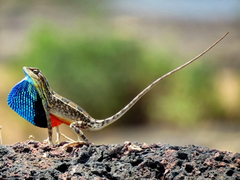 Ящерица агама Ситана