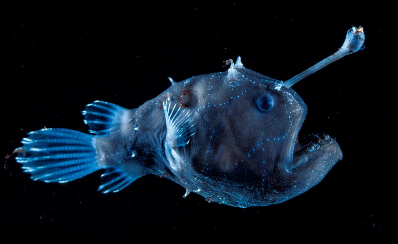 Чернобрюхий удильщик