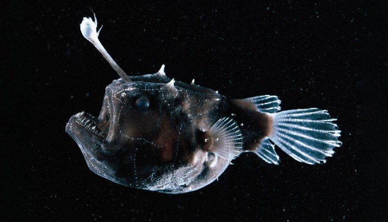 Рыба удильщик