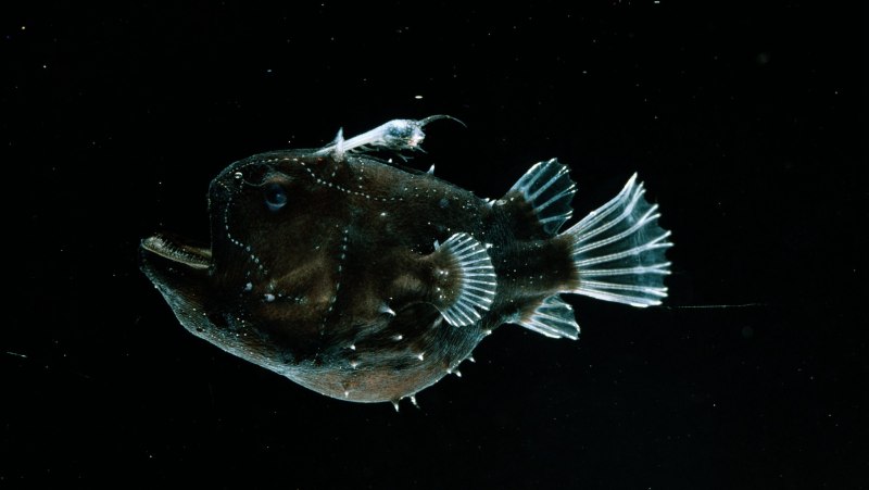 Австралийский гладколобый удильщик