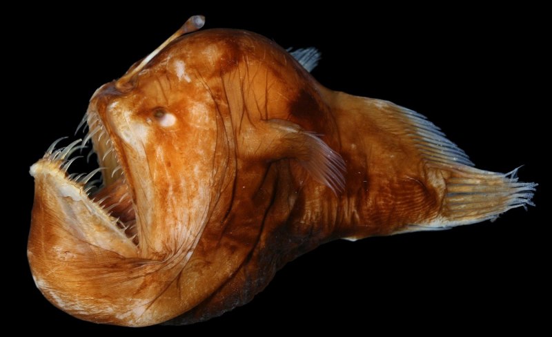 Морской черт (Lophius piscatorius)