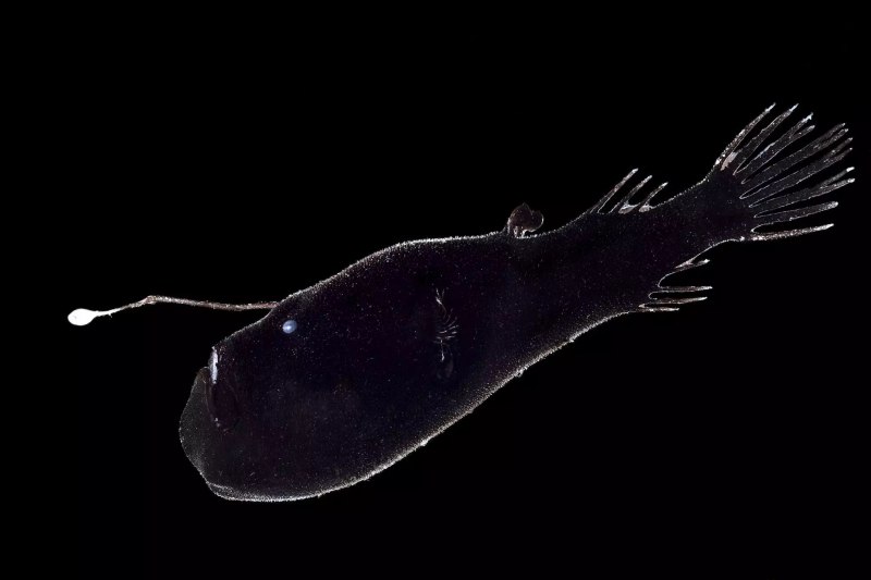 Глубоководная рыба удильщик