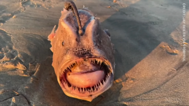 Атлантический гимантолоф