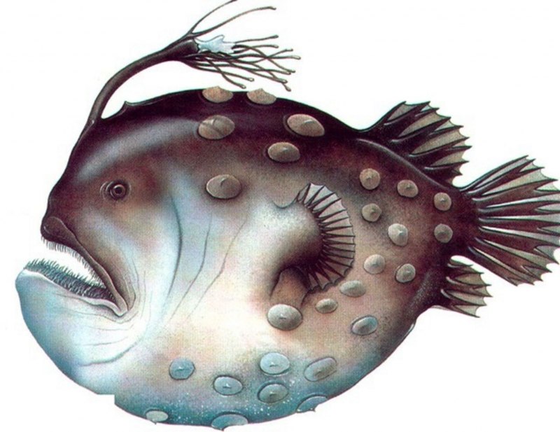 Глубоководную рыбу выкинуло на берег