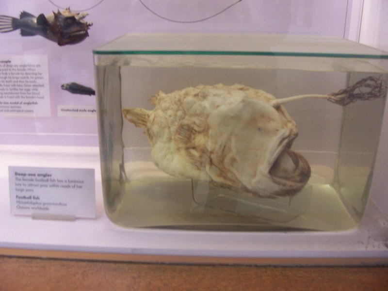 Рисуем рыбу удильщика поэтапно для детей