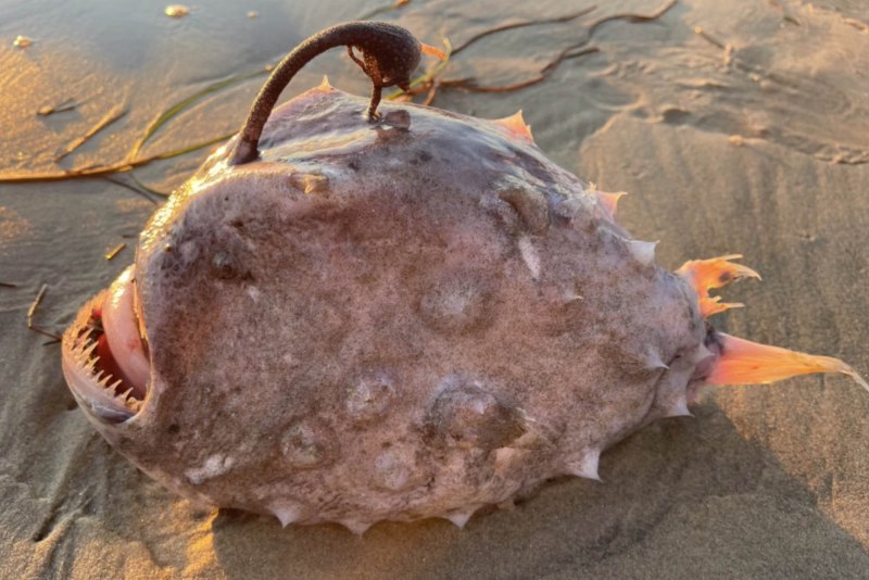 Меланоцет Джонсона горбатый морской черт