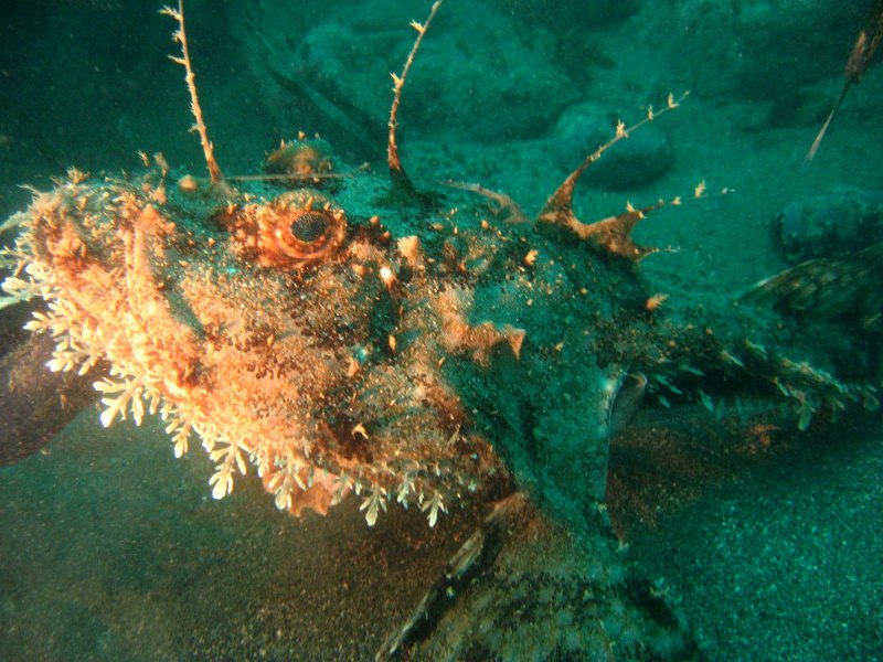 Рыба удильщик самка