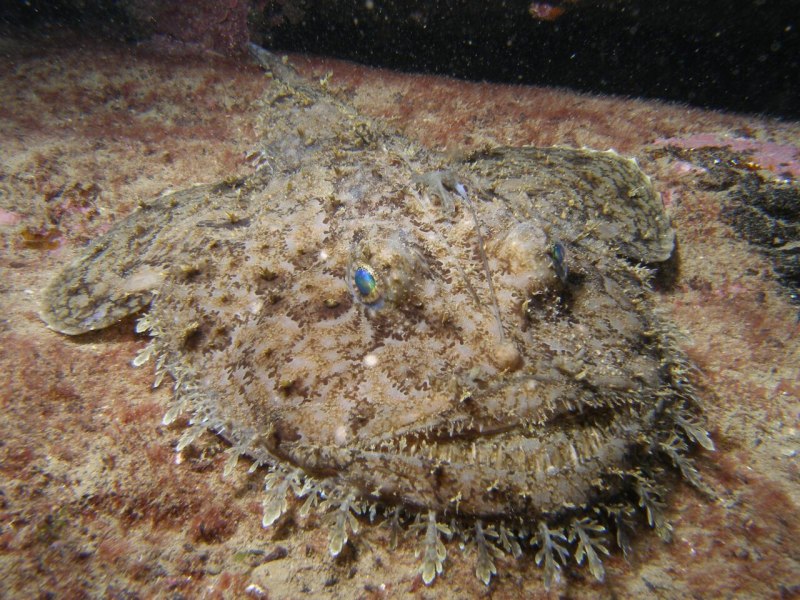 Глубоководный удильщик гимантолоф