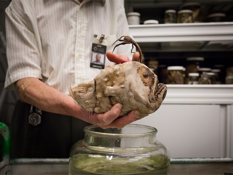 Рыба удильщик самец