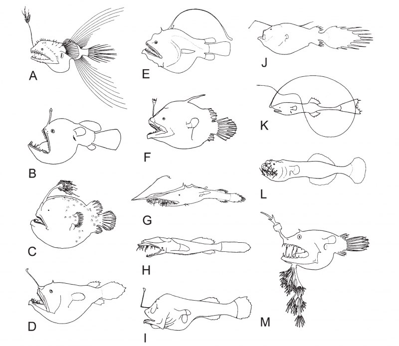 Гиманталофа
