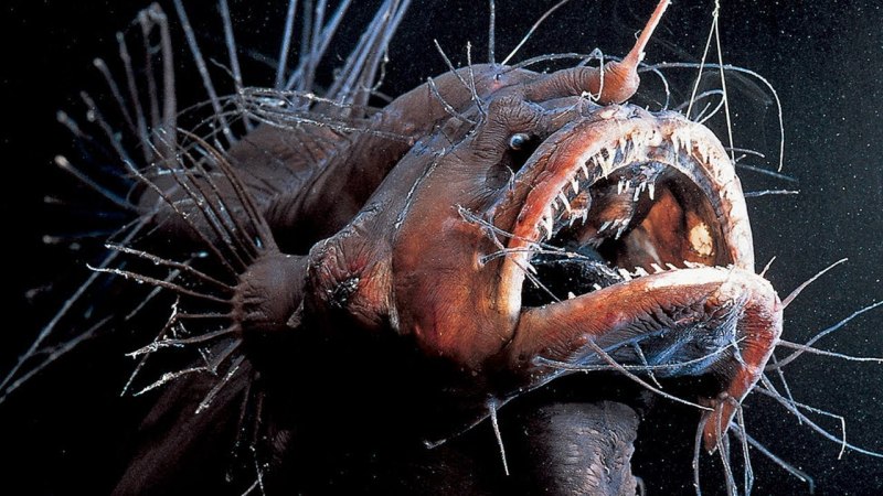 Саблезуб (Anoplogaster cornuta)