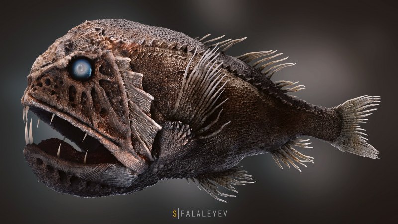 Морской чёрт удильщик