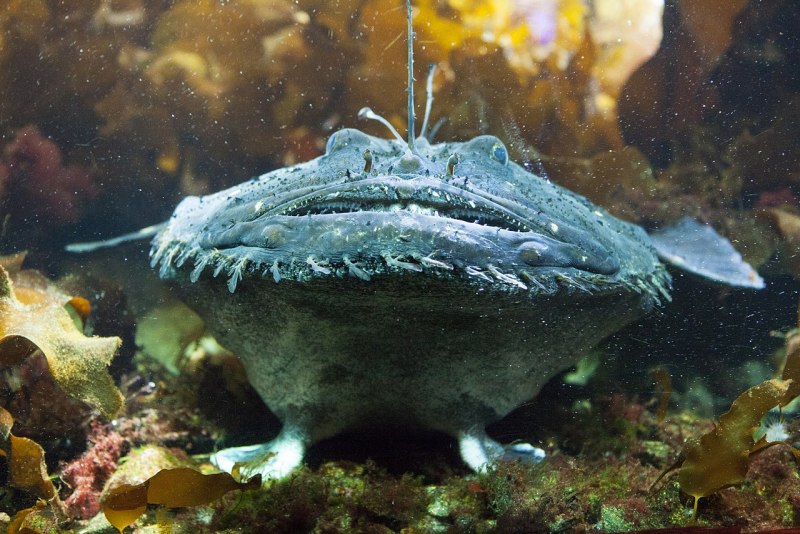 Морской чёрт удильщик