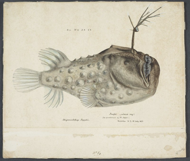 Глубоководная рыба удильщик