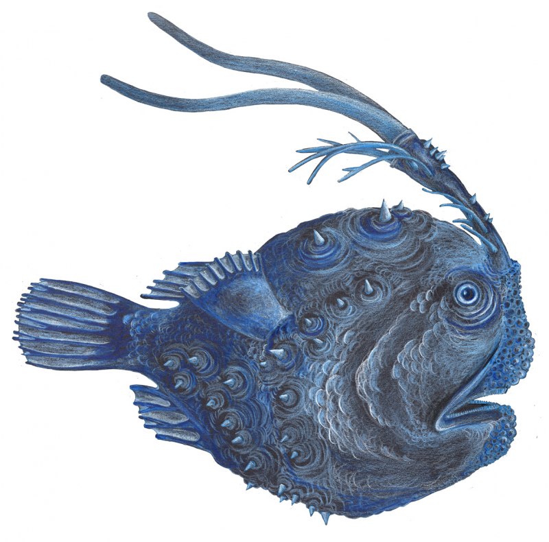 Глубоководная рыба выбросило на берег